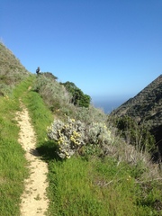 Castilleja hololeuca