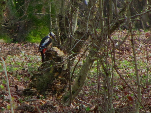 Great Spotted Woodpecker