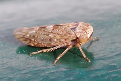 Acericerus vittifrons