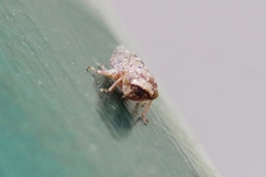 Acericerus vittifrons