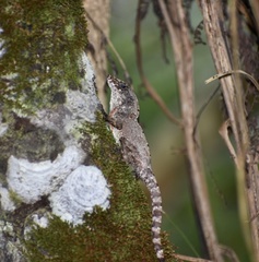 Anolis allogus