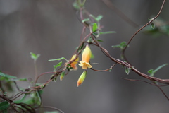 Marianthus bignoniaceus