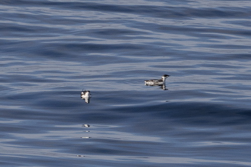 Marbled Murrelet (Brachyramphus marmoratus), photo 4