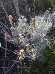 Castilleja hololeuca