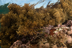 Lipophrys trigloides