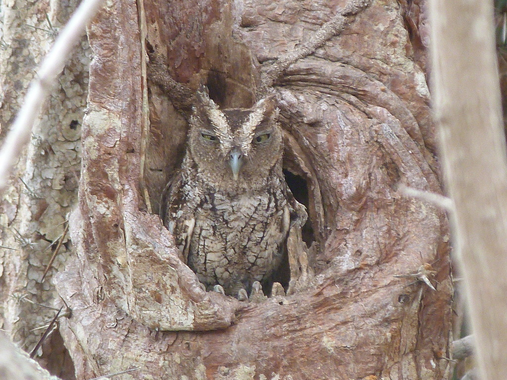 West Peruvian Screech Owl