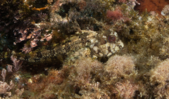 Lipophrys trigloides