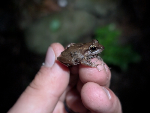Eleutherodactylus coqui observed 2026-02-19