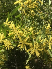 Acacia auriculiformis