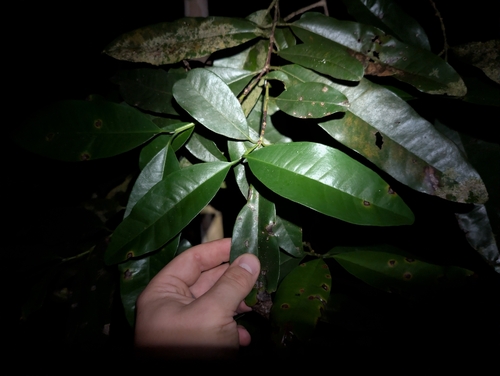 Jamaica Pepper (Pimenta dioica)