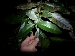 Piment De La Jamaïque (Pimenta dioica)