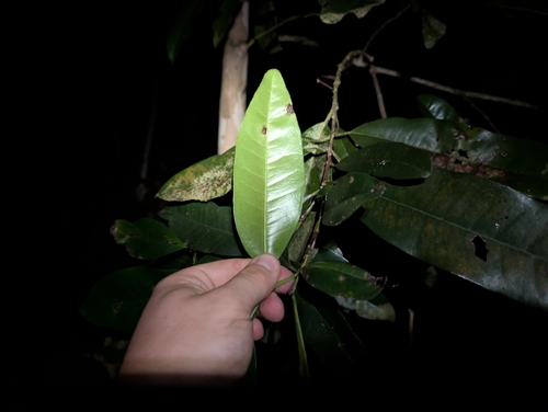 Pimenta dioica, photograph 3