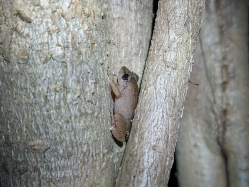 Eleutherodactylus coqui observed 2026-02-19