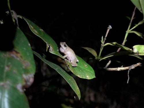 Eleutherodactylus coqui observed 2026-02-19