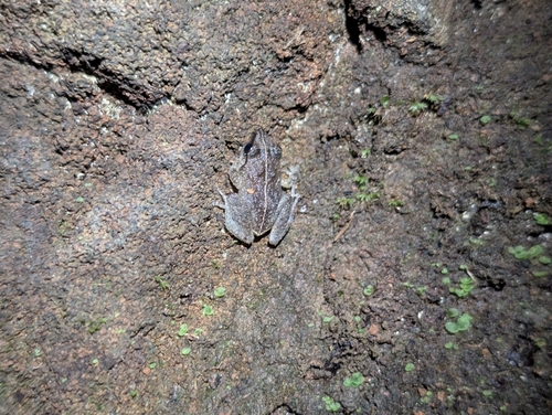 Eleutherodactylus coqui observed 2026-02-19