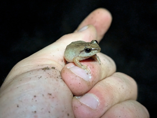 Eleutherodactylus coqui observed 2026-02-19