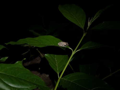 Eleutherodactylus coqui observed 2026-02-19