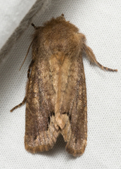 Orthosia garmani