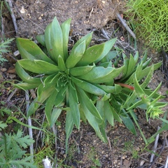 Dudleya candelabrum