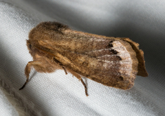 Orthosia garmani