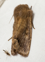 Orthosia garmani