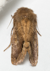 Orthosia garmani