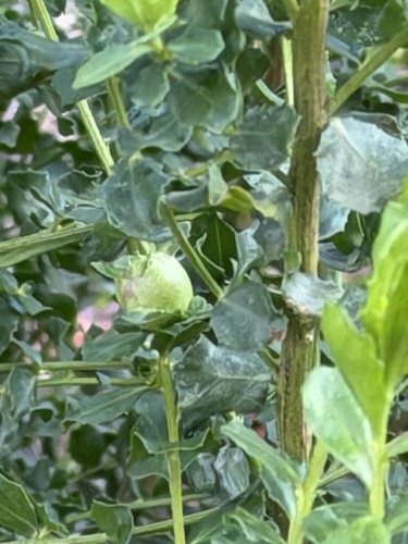 Unknown species found near Mount Rainier Ct, Pleasanton, CA, US