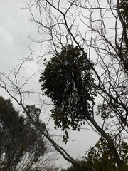 Phoradendron macrophyllum