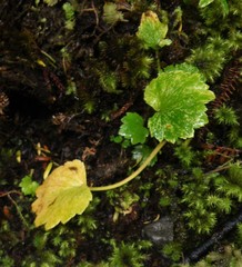 Azorella lyallii