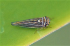 Athysanini