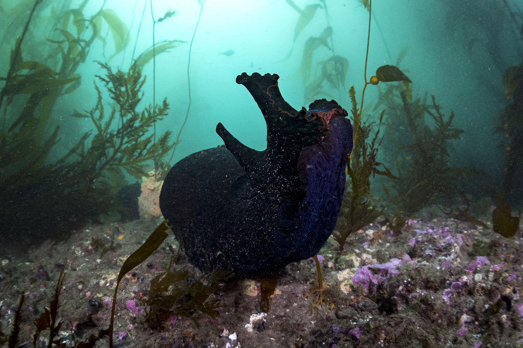 Black Seahare
