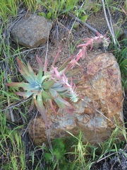 Dudleya candelabrum