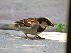 Passer domesticus