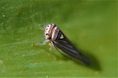 Athysanini