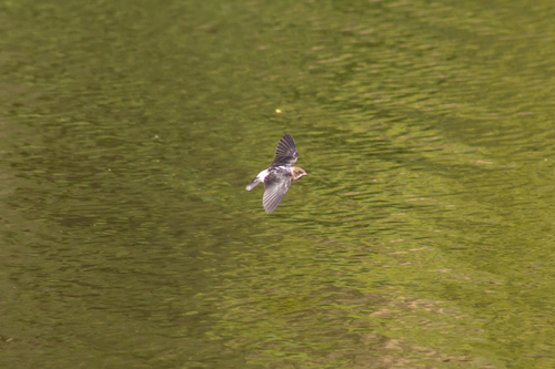Fairy Martin (Petrochelidon ariel), photo 2