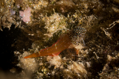 Tripterygion melanurus