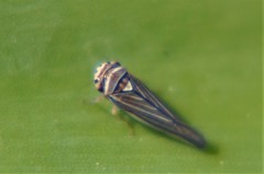 Athysanini