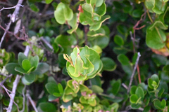 Muehlenbeckia adpressa, photograph (c) Bryce Watts-Parker, some rights reserved (CC BY)