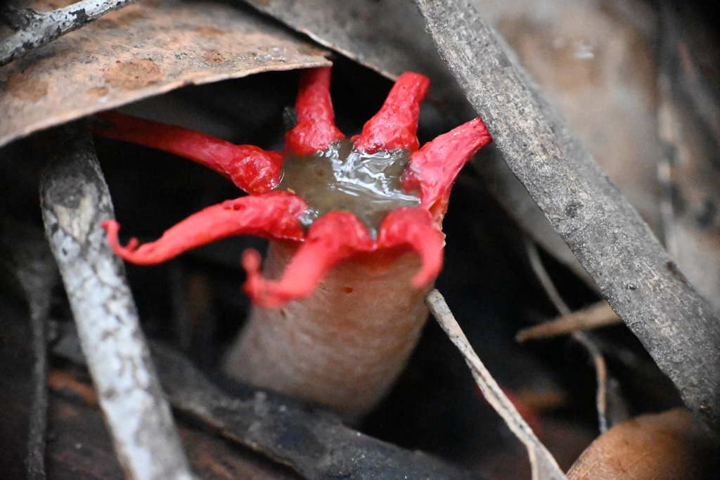 Aseroe rubra · February 2026 · photo: © jon_sullivan (iNaturalist, cc-by)