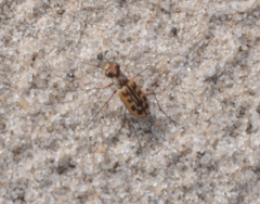 Lophyra tetradia