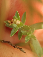 Pimelea orthia