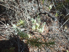 Pimelea orthia