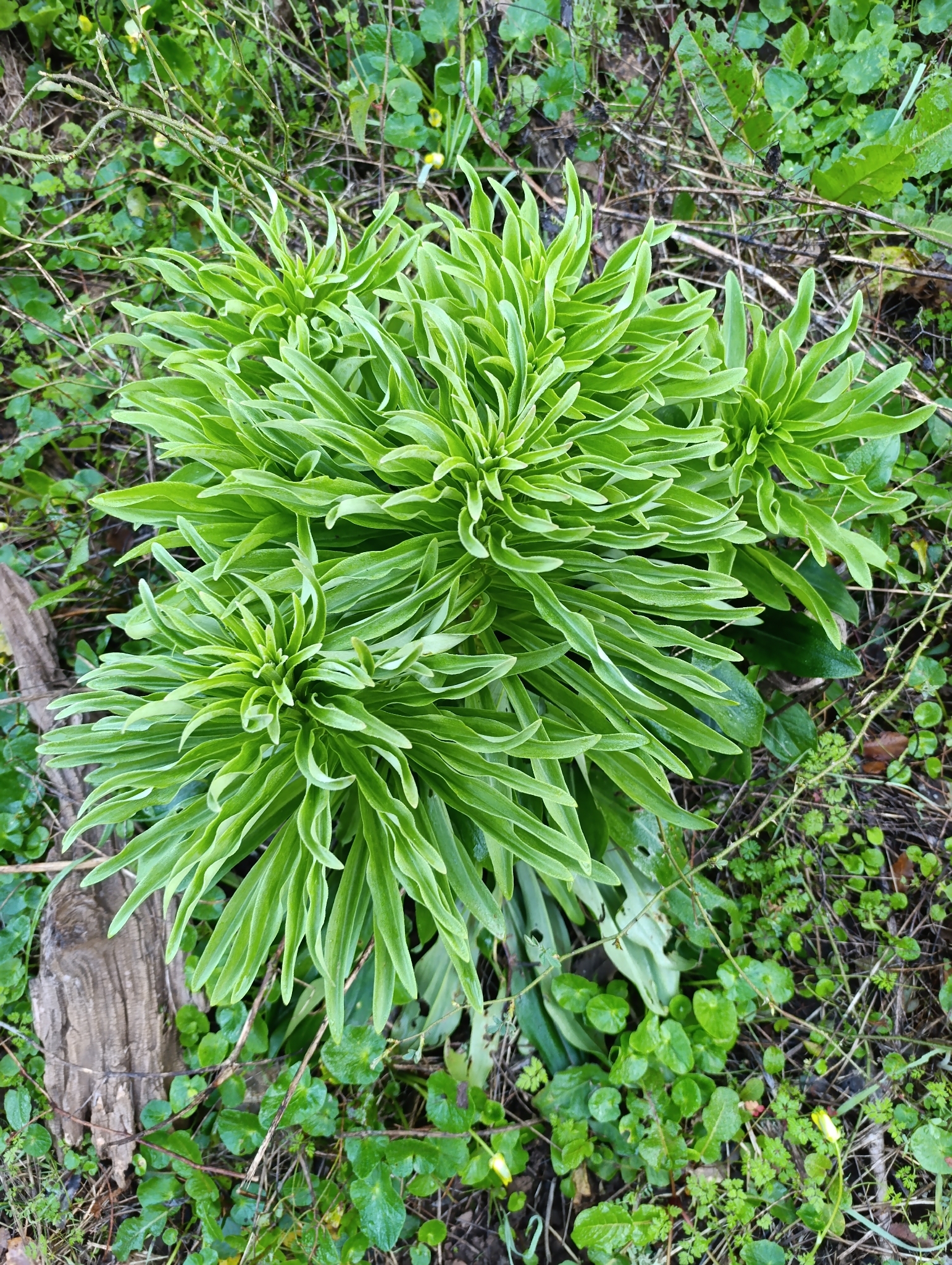 Madonna lily