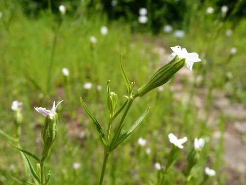 Vlaslijmkruid (Silene linicola)