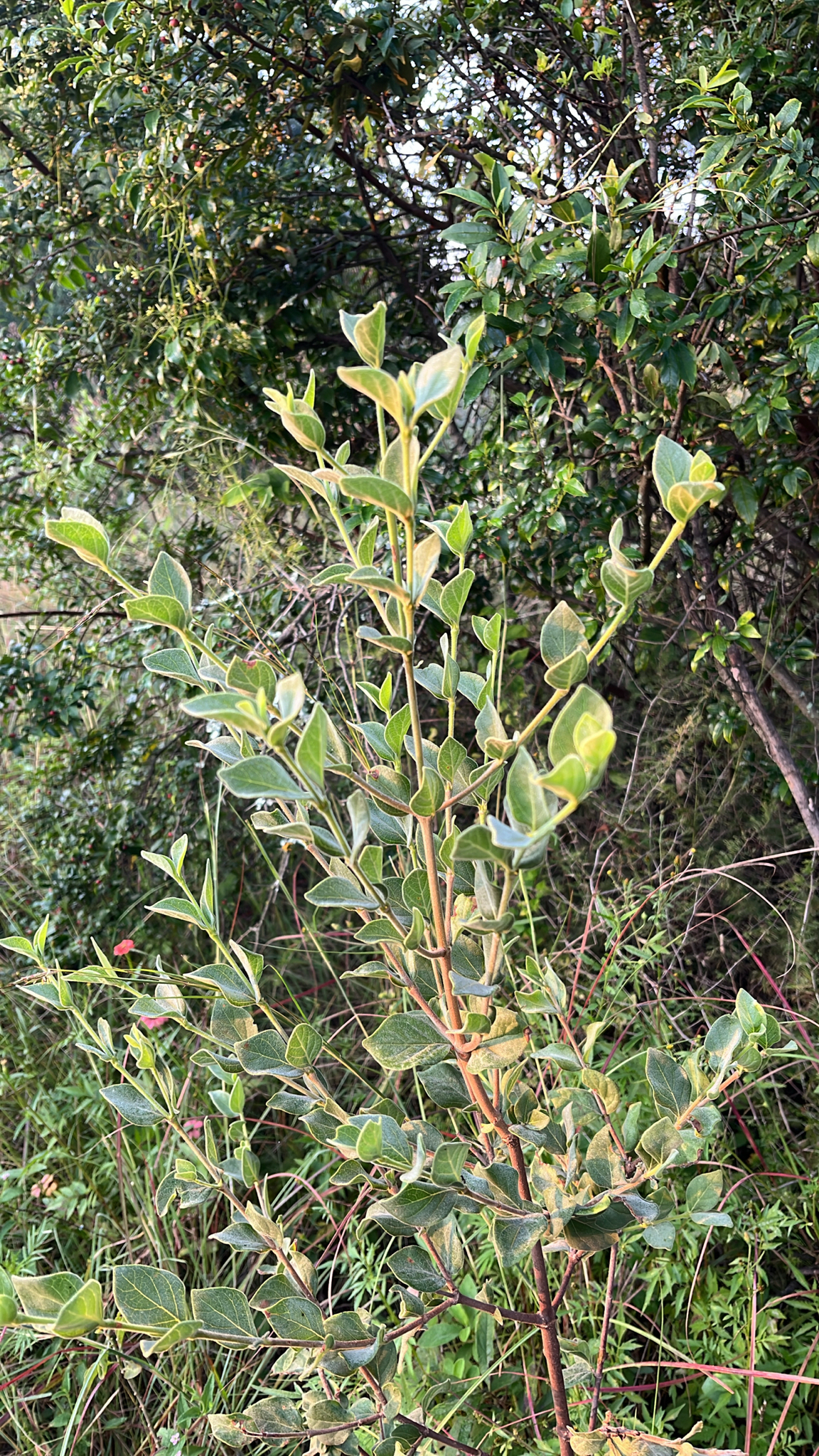 Imagem de Afrocanthium gilfillanii