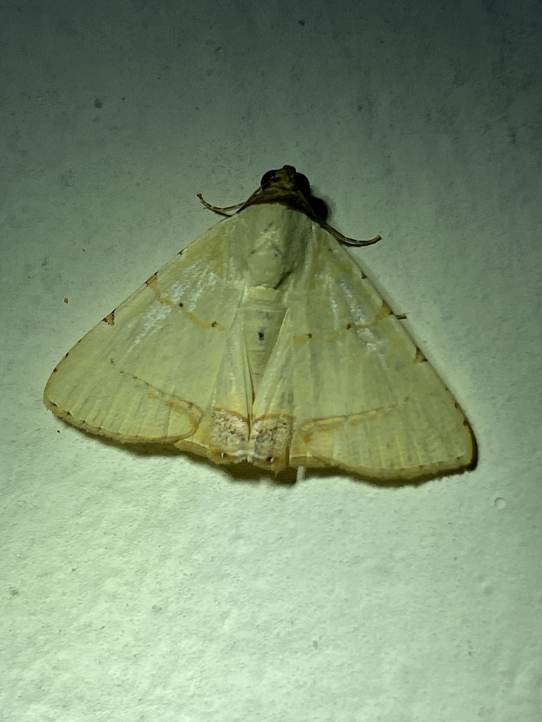 Eulepidotis modestula