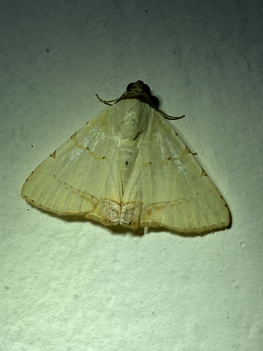 Eulepidotis modestula