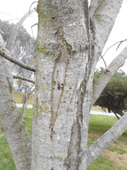 Phoradendron macrophyllum