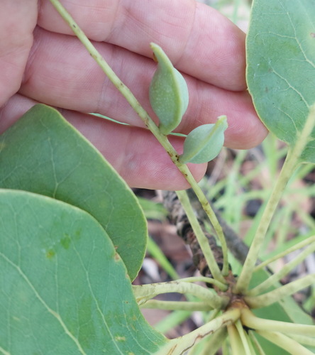 Kakadu Plum (Terminalia ferdinandiana)