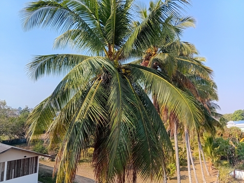 coconut palm